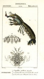 Mantis Shrimp, Gonodactylus Chiragra