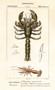 Mud lobster and mud shrimp