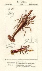 Mud lobster and mud shrimp