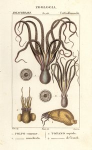 Octopus and Squid Species by Corsi Corsi