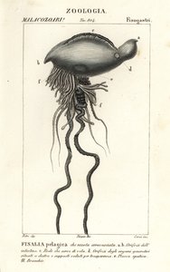 Portuguese man o
