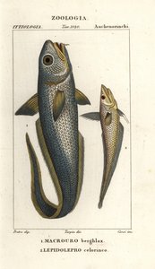 Roughhead grenadier or onion-eye grenadier, Macrourus berglax and hollowsnout grenadier, Coelorinchus caelorhincus