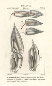 Siphonophores, Diphyes dispar, Diphyes boryi by Corsi Corsi