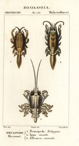 Species of mole crabs or sand crabs