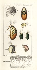 Species of Ostracods by Corsi Corsi