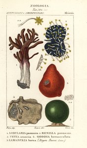 Species of Sea Sponge