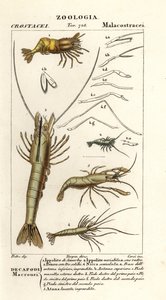 Species of Shrimp by Corsi Corsi