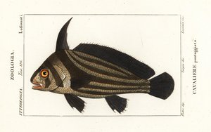 Spotted Drum, Equetus punctatus Eques punctatus, Cavaliere punteggiato