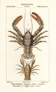 Squat lobster, Galathea strigosa, and Aegla laevis