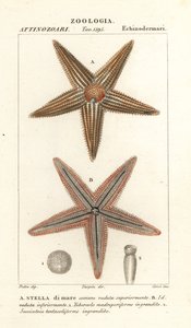 Starfish or sea star, Asterias rubens