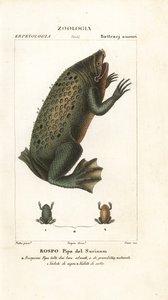 Surinam Toad