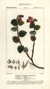 Teaberry, Gaultheria domingensis by Corsi Corsi