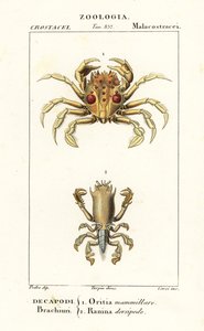 Tiger crab and frog crab