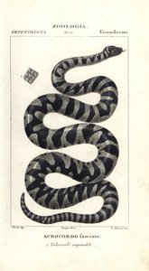 Wart Snake or Little Filesnake by Corsi Corsi