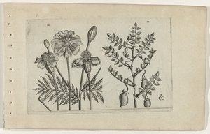 Marigold and Chickpea
