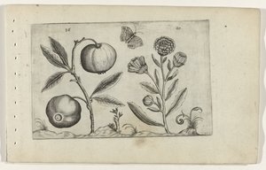 Assyrian Apple and Marigold (Cognoscite Lilia) by Crispijn van de Passe (I) (attributed to)