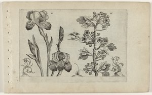 Bearded Iris and Coral Hawthorn by Crispijn van de Passe (I) (attributed to)