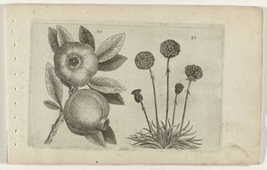 Pomegranate and English Grass by Crispijn van de Passe (I) (attributed to)