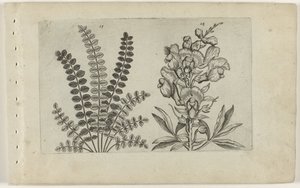 Small Pimpernel and Large Snapdragon (Cognoscite lilia series) by Crispijn van de Passe (I) (attributed to)