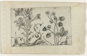 Madonna Lily and Strawberry (series title: Cognoscite lilia) by Crispijn van de Passe (I) (attributed to)