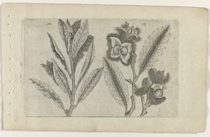 Sage and Sweet Chestnut by Crispijn van de Passe (I) (attributed to)