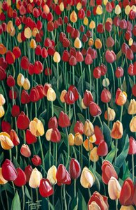 Tulips by Cruz Jurado Traverso