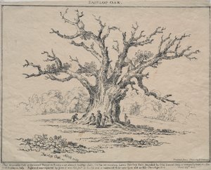Fairlop Oak