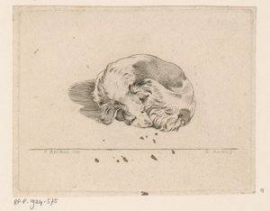Sleeping Puppy by D. Merrem