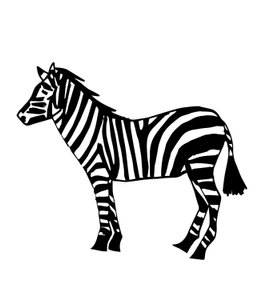 Zebra