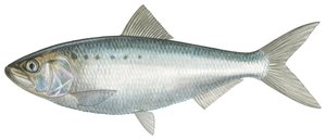 American Shad