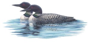 Common loons
