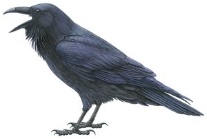 Common raven