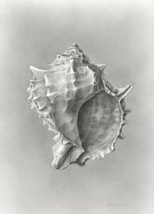 Conch shell study