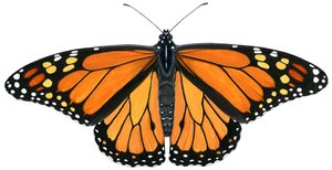 Monarch butterfly