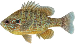 Pumpkinseed sunfish