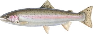 Rainbow Trout