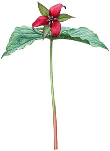 Red trillium