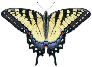 Tiger Swallowtail Butterfly
