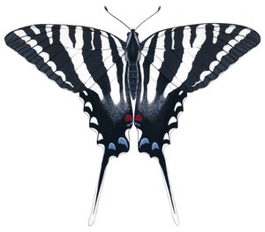 Zebra Swallowtail butterfly