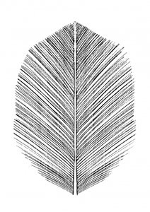 Feather