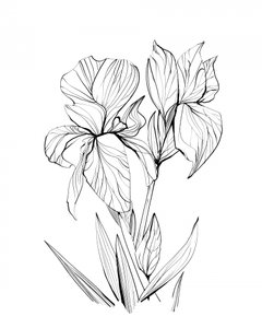 Irises by Dan Hobday