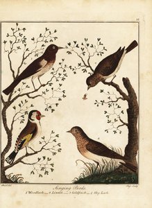Songbirds: woodlark, linnet, goldfinch, sky lark