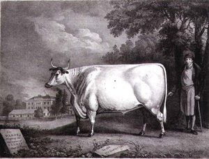 The Baron, a Prize Shorthorn (The Nannau White Cow) Engraved by Charles Joseph Hullamandel by Daniel Clowes
