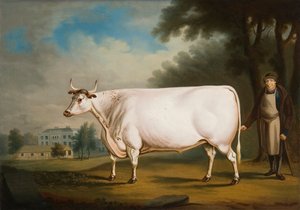 The Nannau Ox by Daniel Clowes