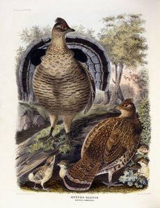 Ruffed Grouse