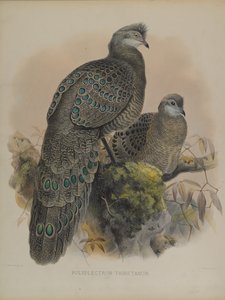 Polyplectron Tibetanum by Daniel Giraud and Gould John Elliott
