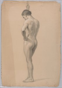 Standing Male Nude