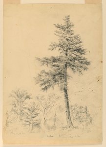 Study of Hemlock, Gorham, New Hampshire by Daniel Huntington