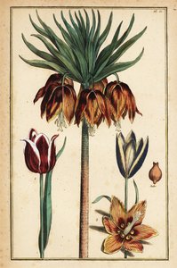 Crown imperial lily, Fritillaria imperialis, and tulips, Tulipa gesneriana