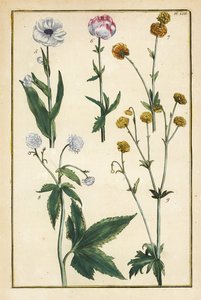 Globe Flower, Trollius europaeus, and Other Species of Buttercups, Ranunculus glacialis, etc.